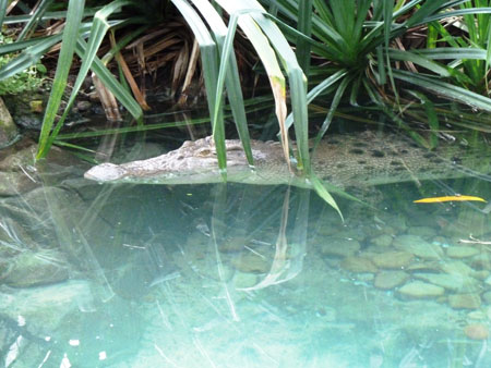 Crocodile lurking in Cairns