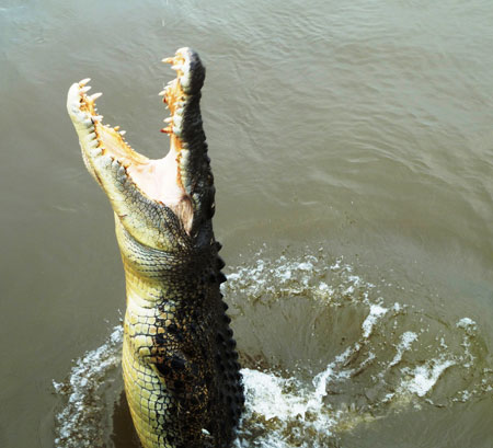 Crocodile Jumping in Darwin