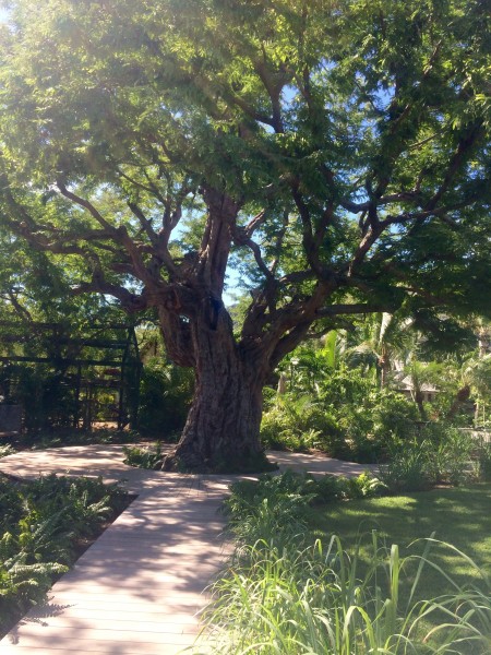 Tamarind Tree at Le Tamarin